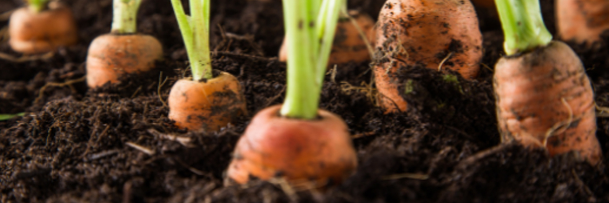 growing carrots