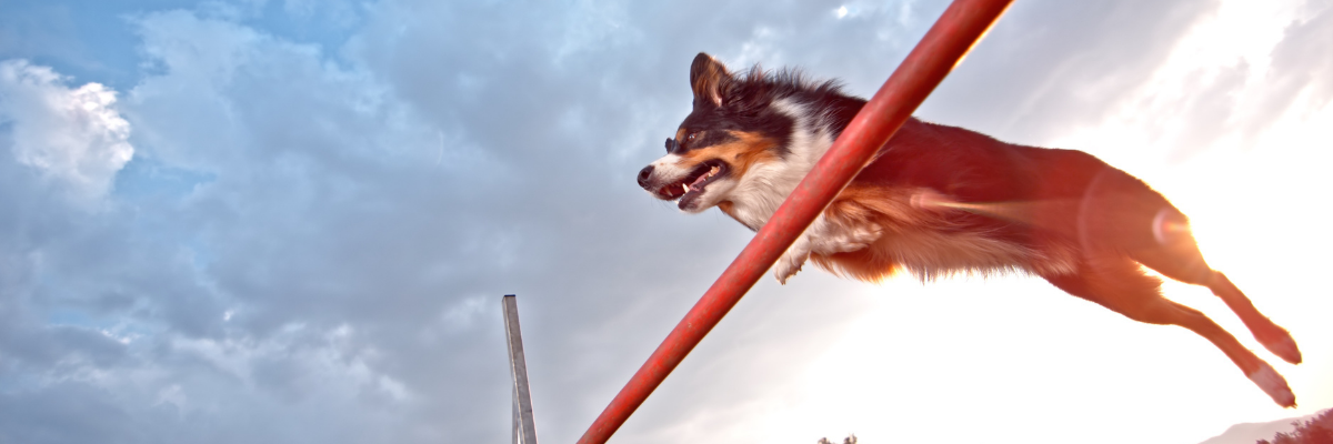 Dog jumping obstacle