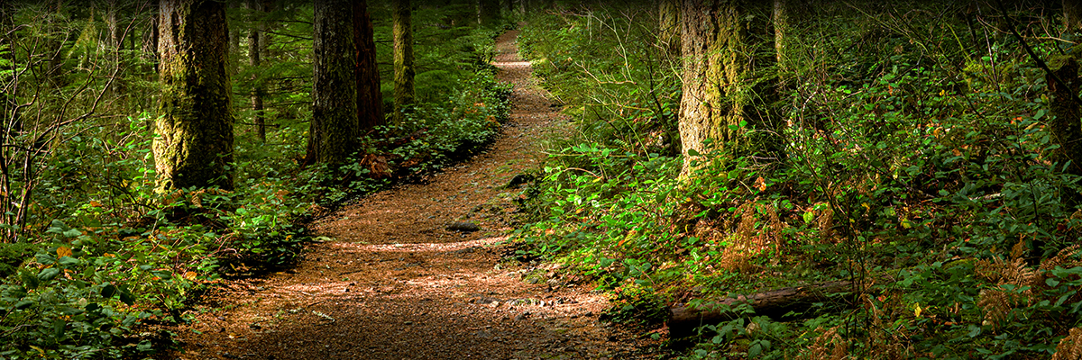 forrest path