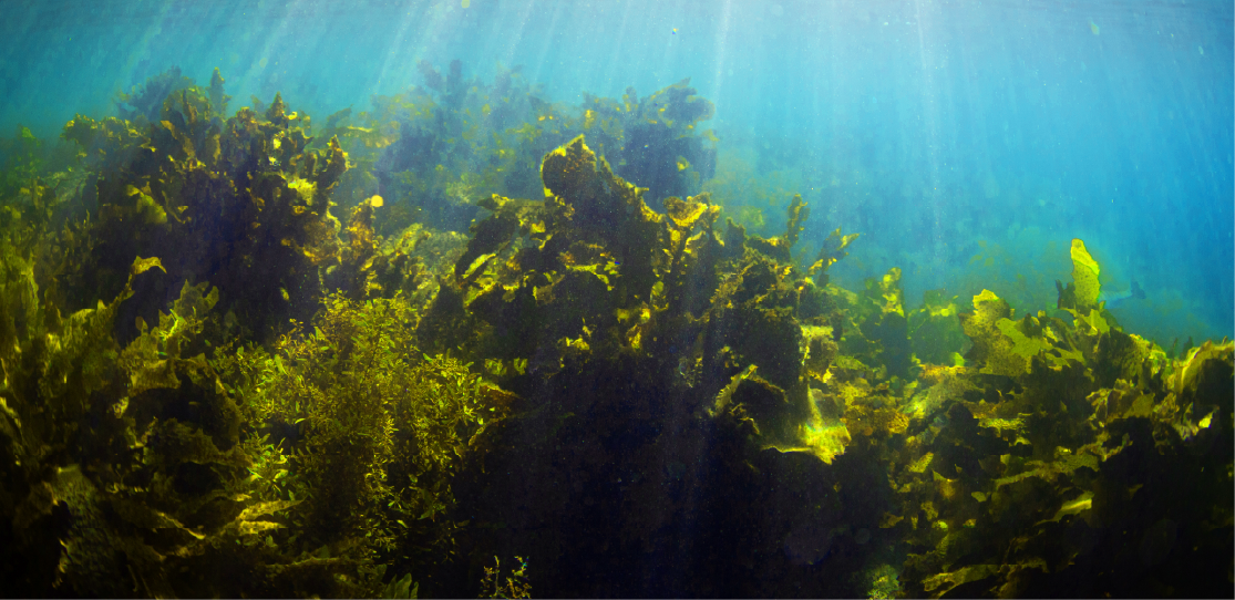 underwater seaweed